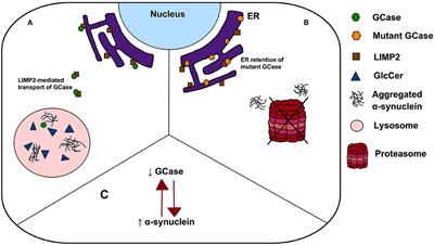 Neurodegenerative Disease Risk in Carriers of Autosomal Recessive Disease